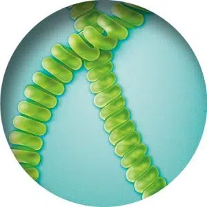 Spirularin® VS Crème voor de wratgevoelige huid
